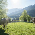 ehrlich.tirol Kalb