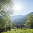 ehrlich.tirol Kalb